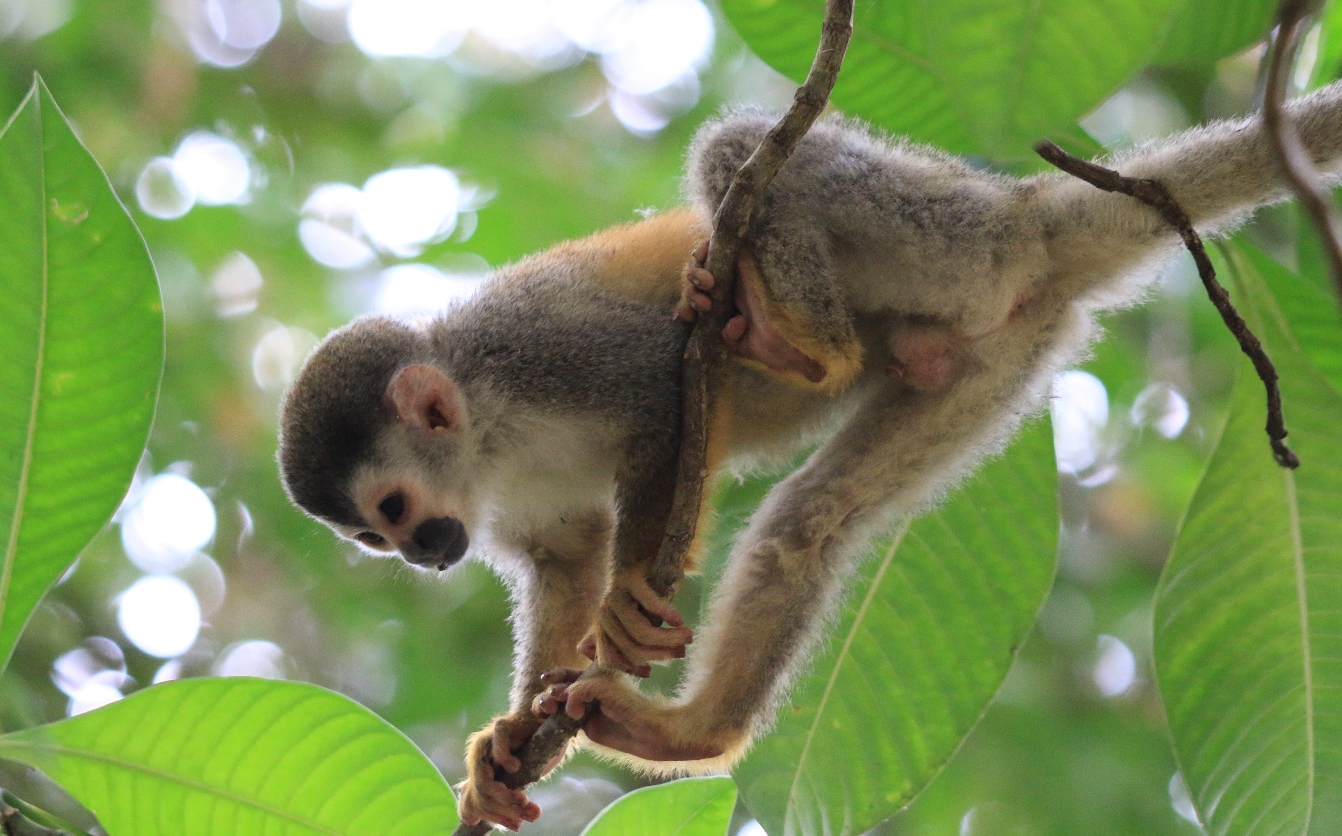 Costa Rica
